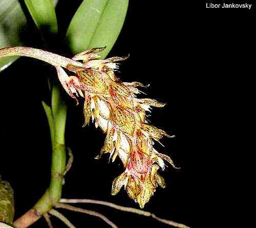 Bulbophyllum macroleum